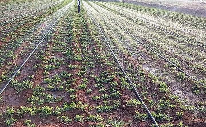 Smart Farming In Kenya